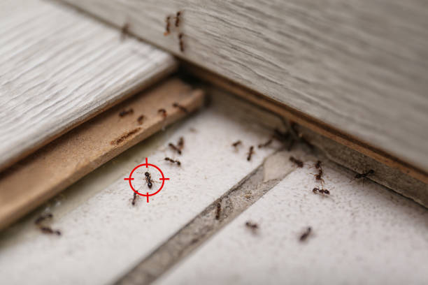 Pest Control for Restaurants in Belington, WV