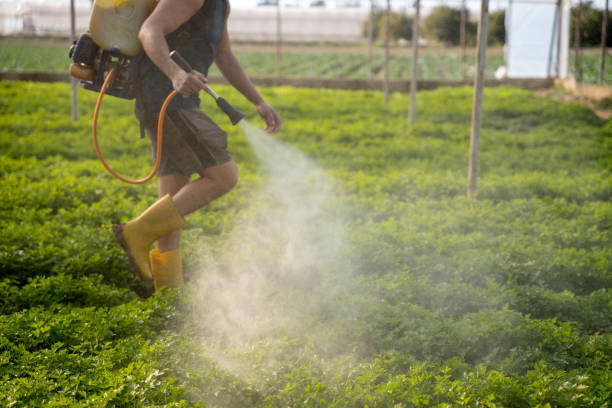 Best Mosquito Control Services  in Belington, WV
