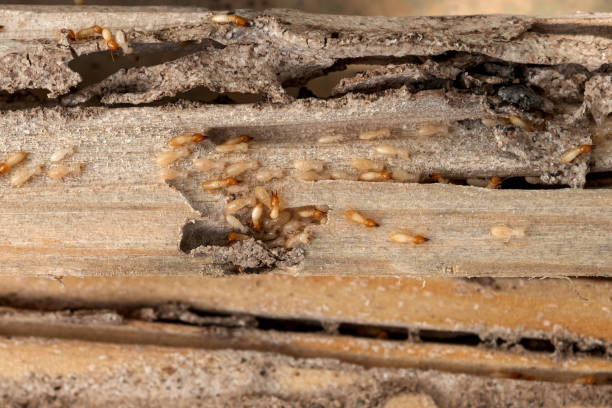 Best Wasp Removal Services  in Belington, WV